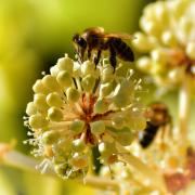 Biene auf einer Blüte